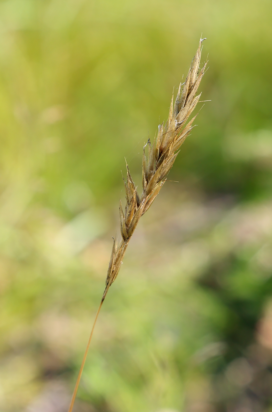 Image of Anthoxanthum odoratum specimen.