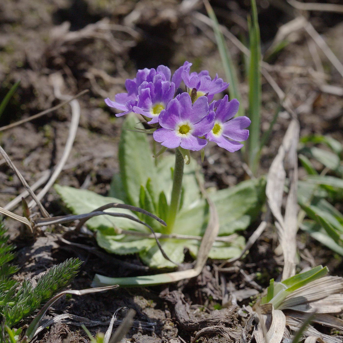 Image of Primula algida specimen.