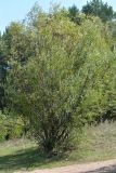 Salix acutifolia