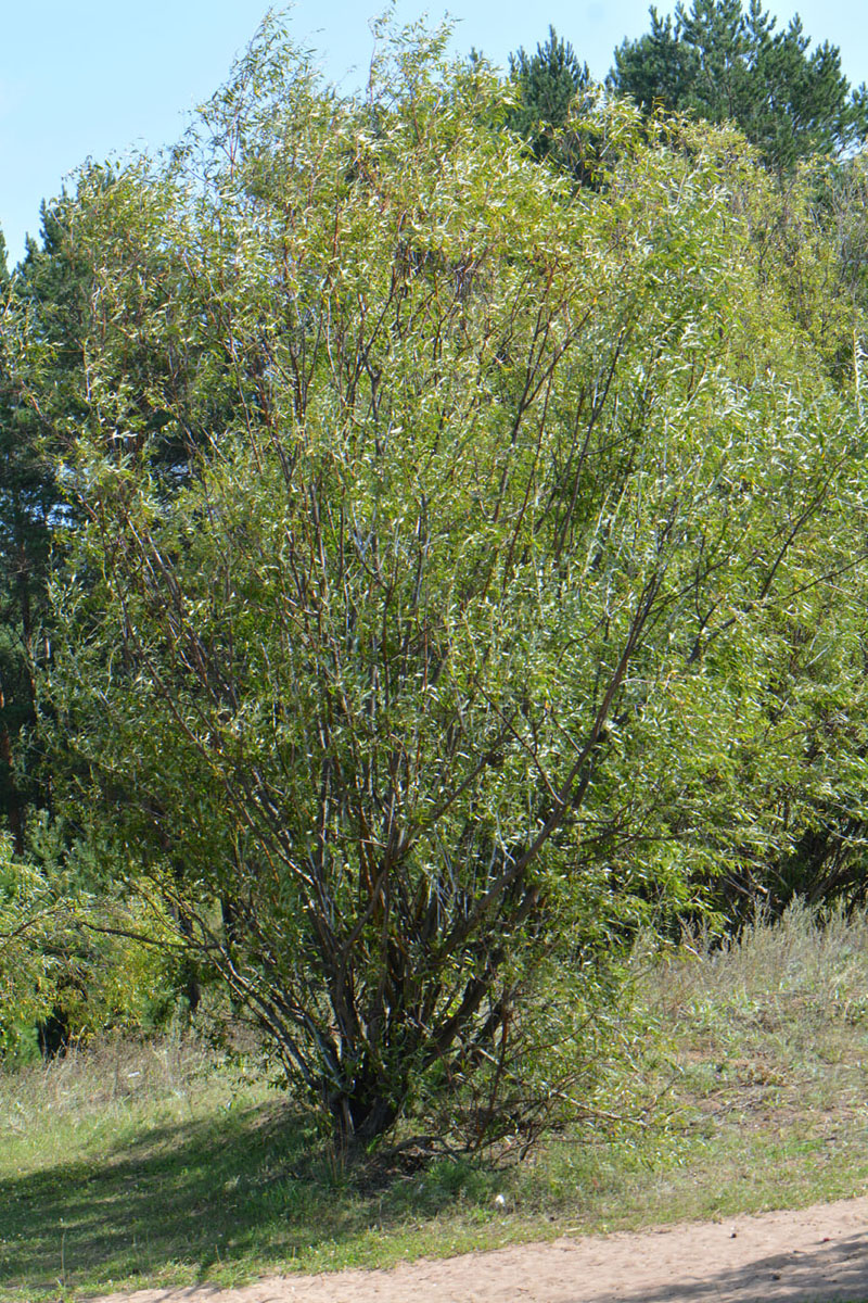 Image of Salix acutifolia specimen.