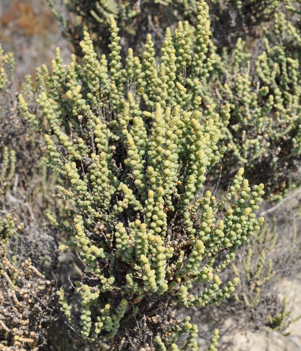 Image of Halocnemum strobilaceum specimen.