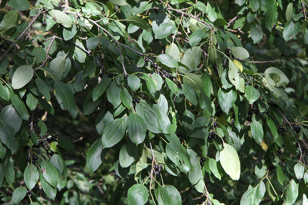 Image of Rhamnus cathartica specimen.