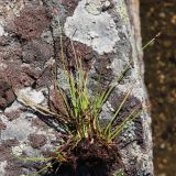 Juncus biglumis