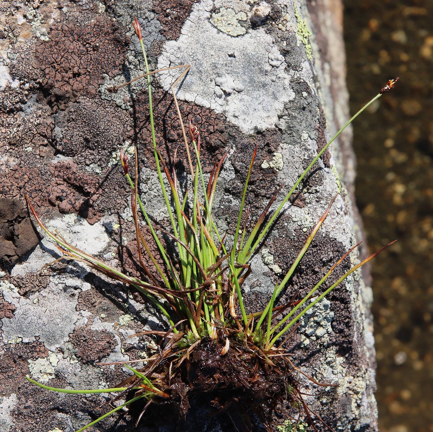 Изображение особи Juncus biglumis.