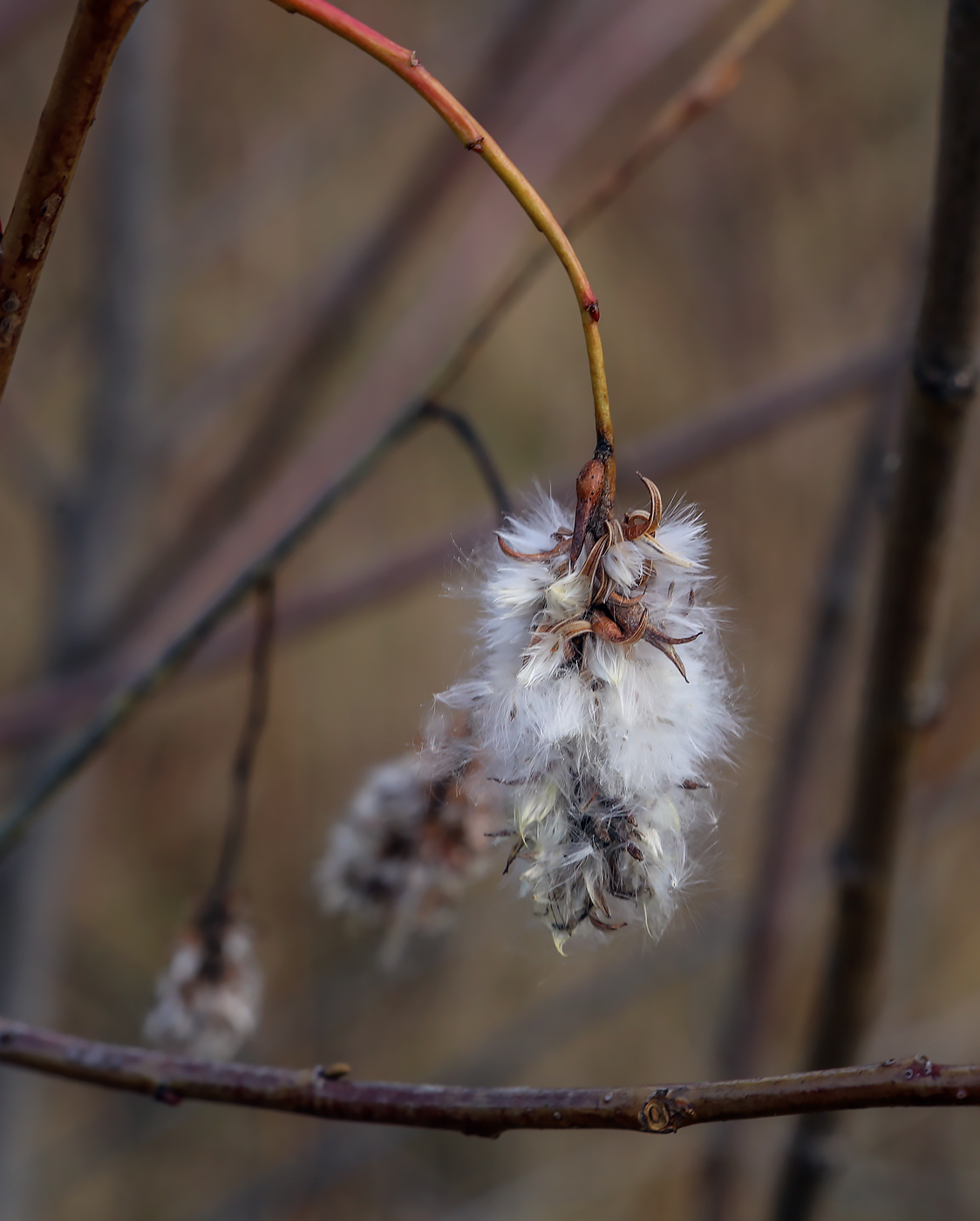 Изображение особи Salix pentandra.