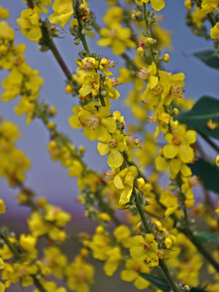 Изображение особи род Verbascum.