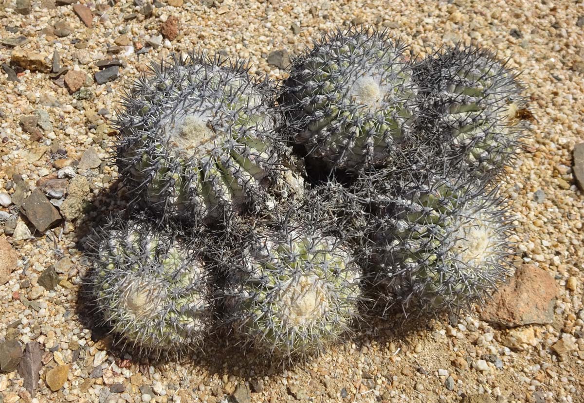 Изображение особи Copiapoa cinerascens.