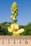 Verbascum pyramidatum