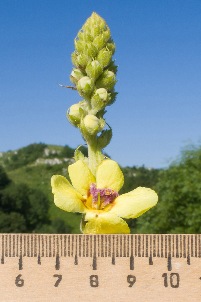 Изображение особи Verbascum pyramidatum.