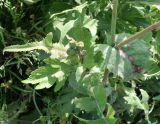 Sonchus oleraceus