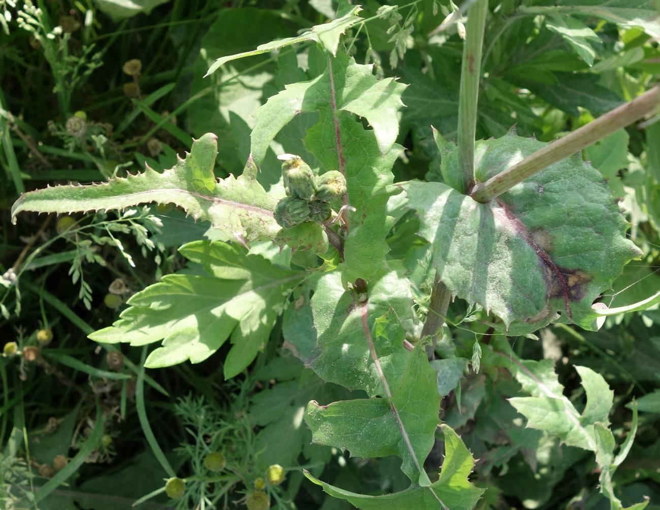 Изображение особи Sonchus oleraceus.