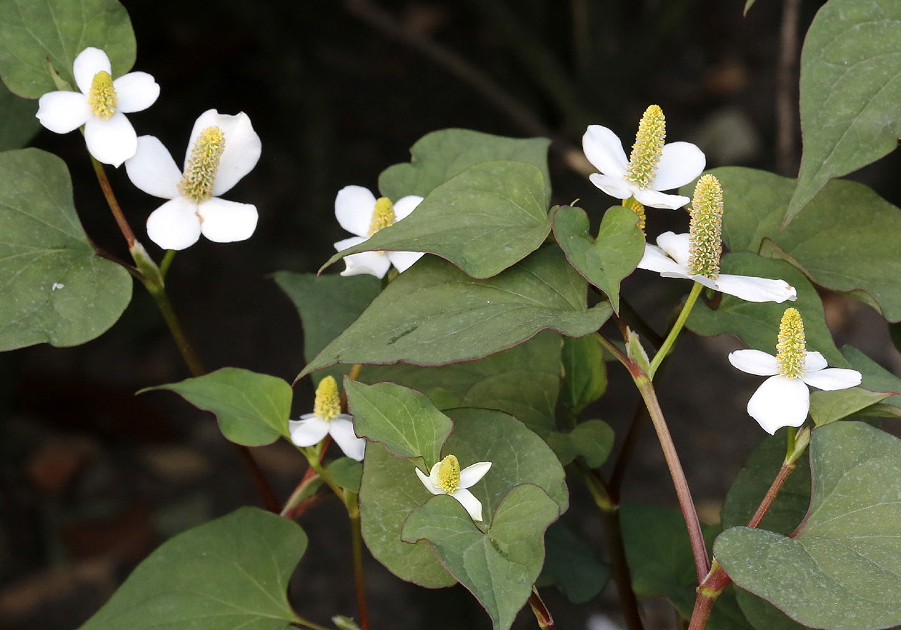 Изображение особи Houttuynia cordata.