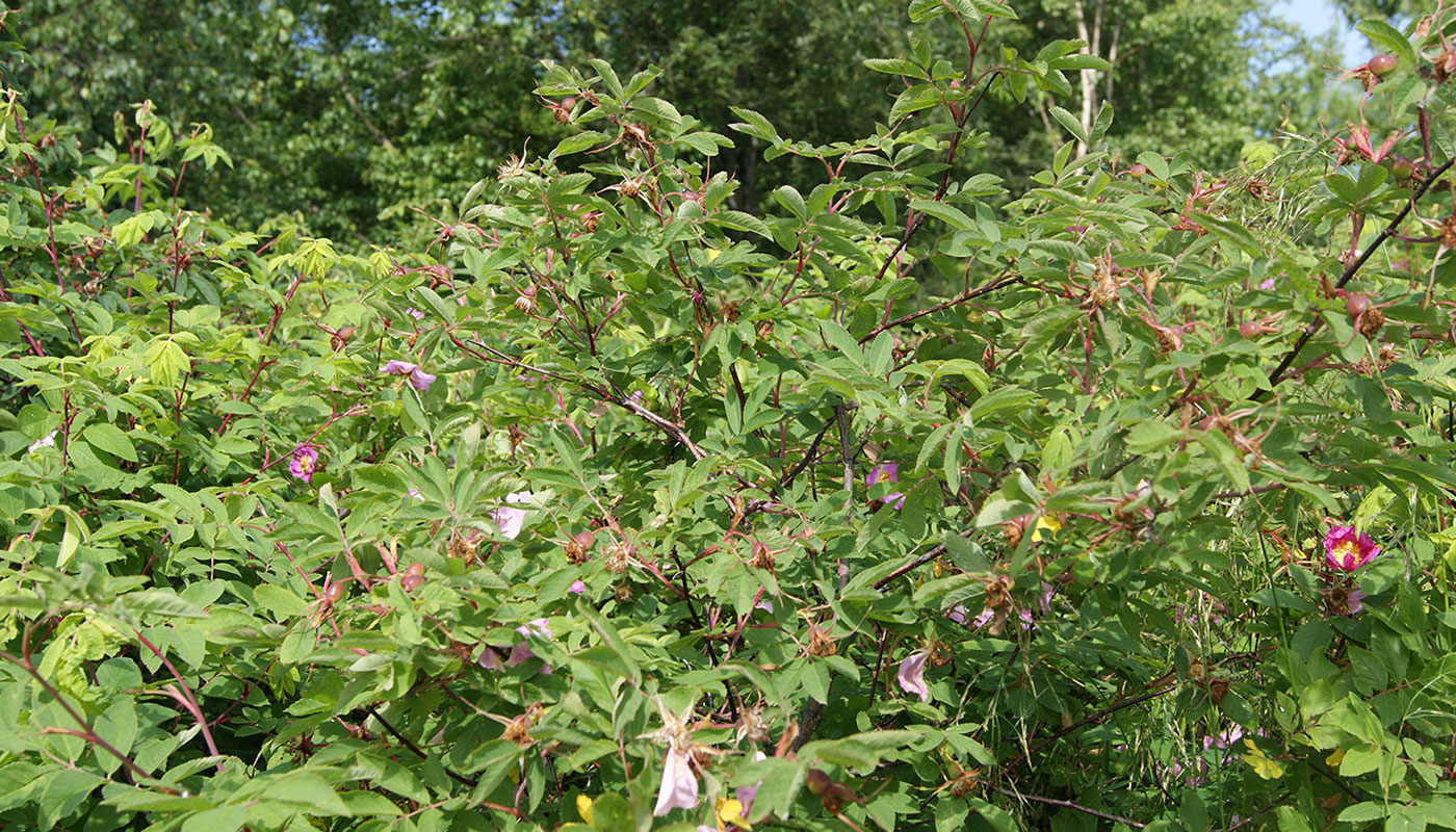 Image of Rosa amblyotis specimen.