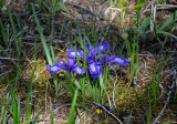 Iris ruthenica