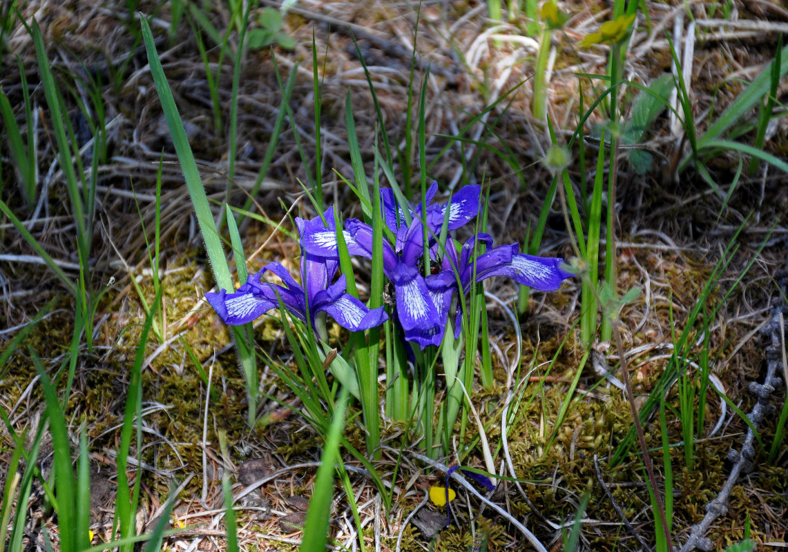 Изображение особи Iris ruthenica.