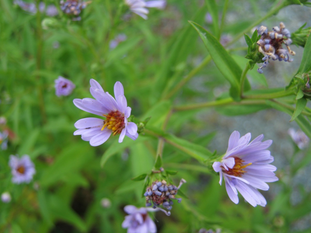 Изображение особи Symphyotrichum novi-belgii.