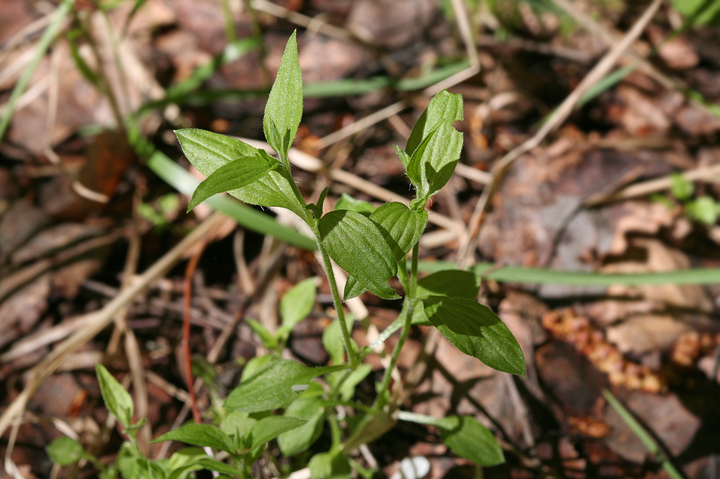 Image of Moehringia trinervia specimen.