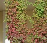 Parthenocissus quinquefolia