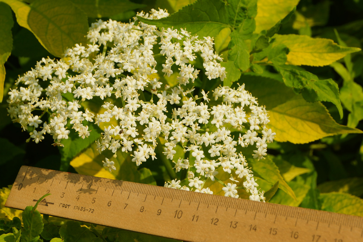 Изображение особи Sambucus nigra.