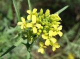 Sisymbrium loeselii. Соцветие. Кыргызстан, Чуйская обл., западная окр. с. Восток, разнотравный луг. 21.05.2019.
