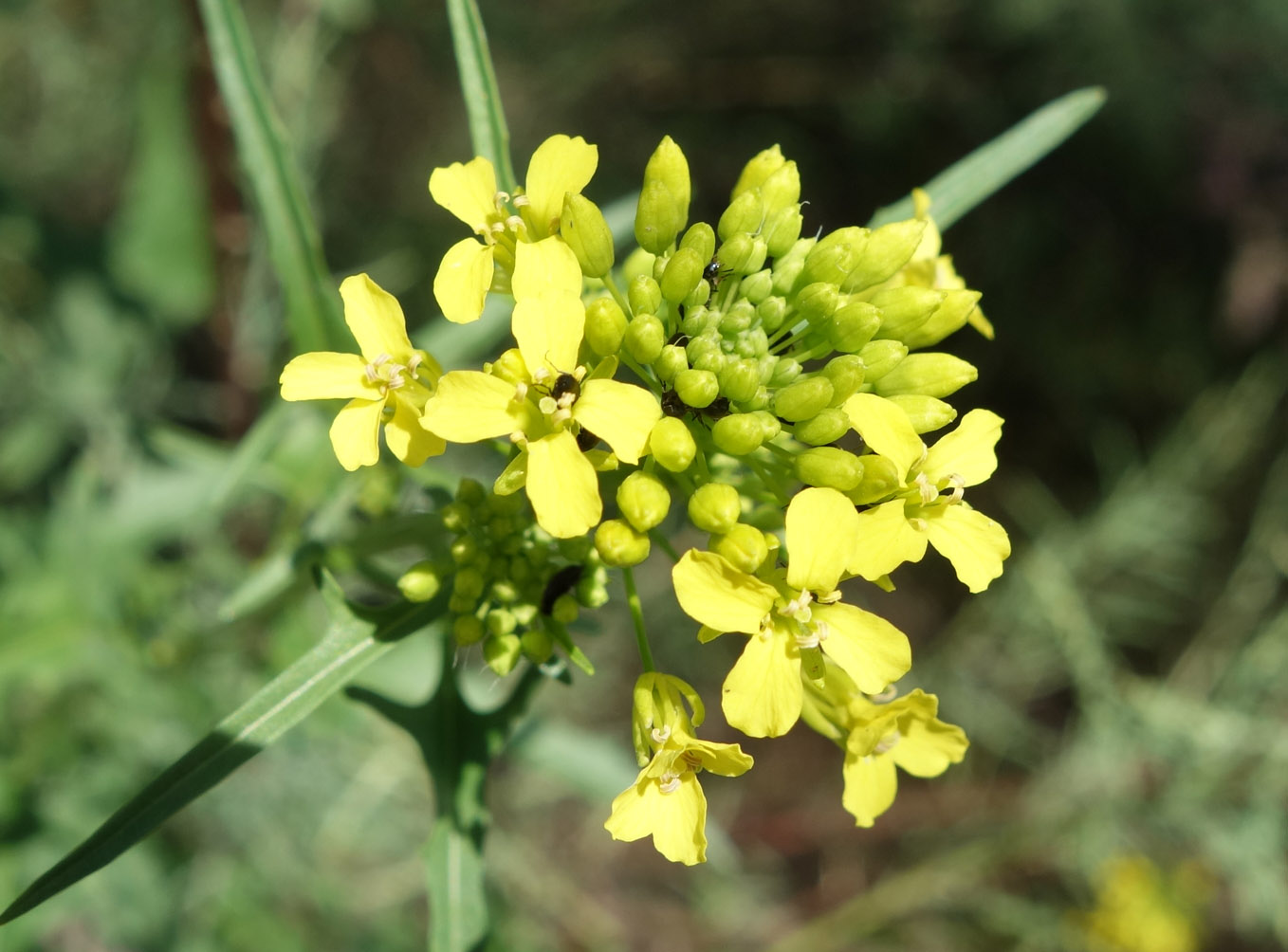 Image of Sisymbrium loeselii specimen.