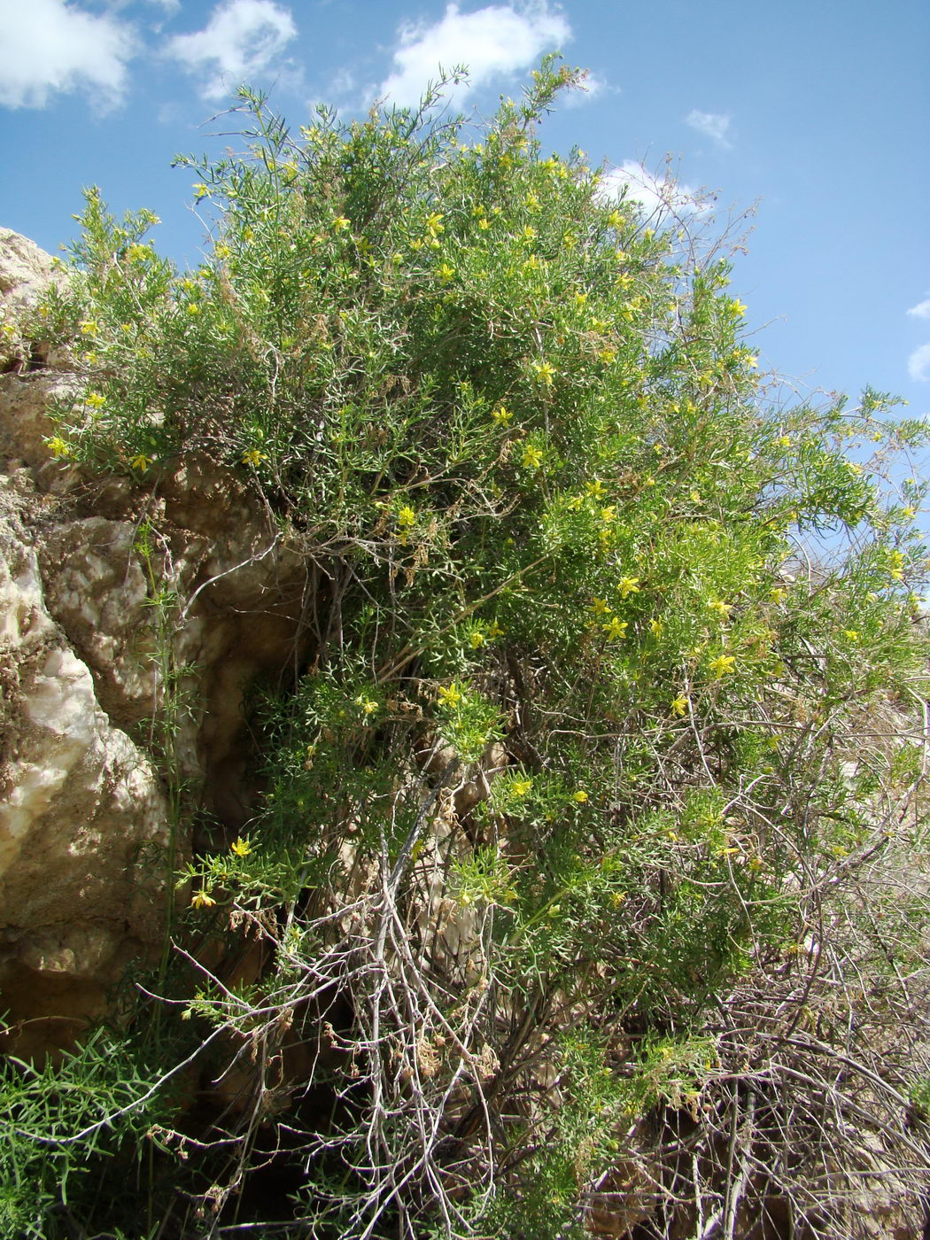 Изображение особи Malacocarpus crithmifolius.