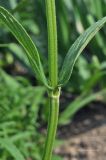 Nepeta nervosa