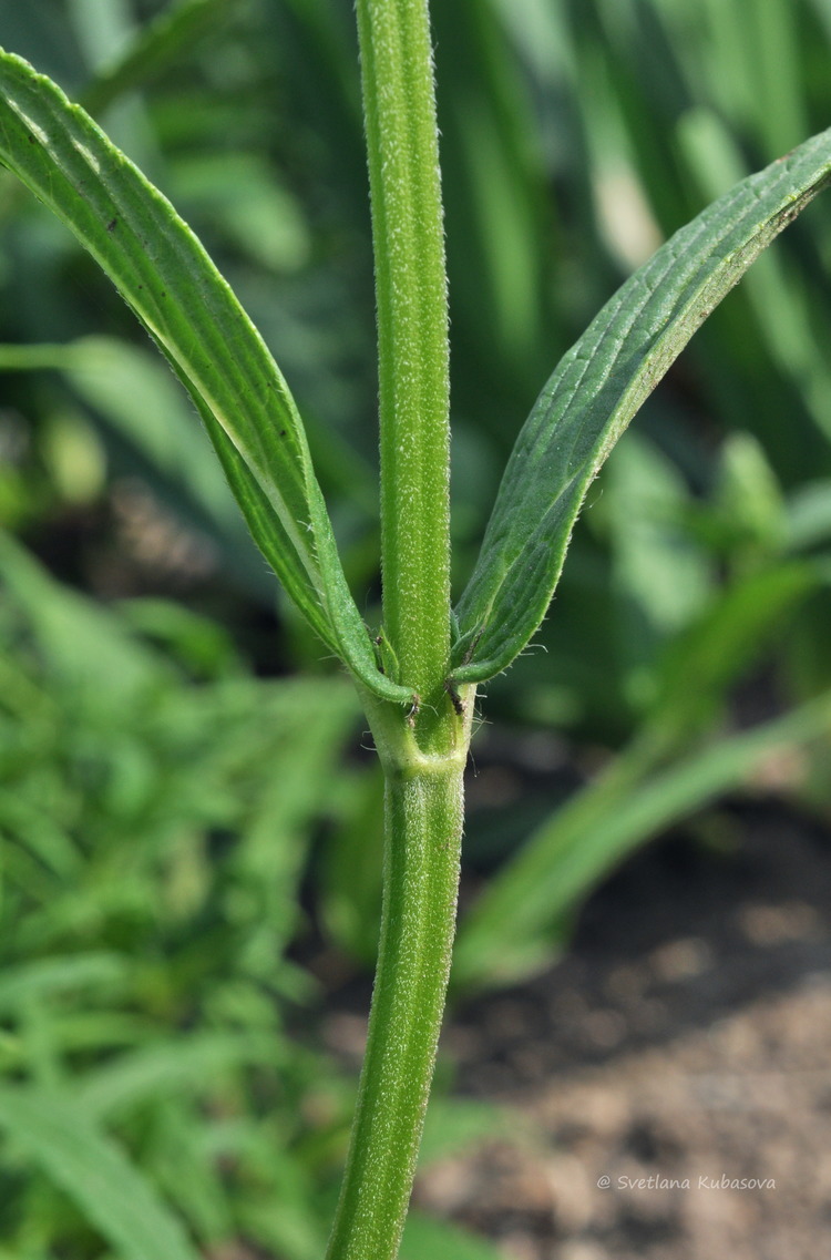 Изображение особи Nepeta nervosa.