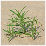 Corispermum hyssopifolium. Растение на пляже. Республика Татарстан, Волжско-Камский заповедник. 29.06.2010.