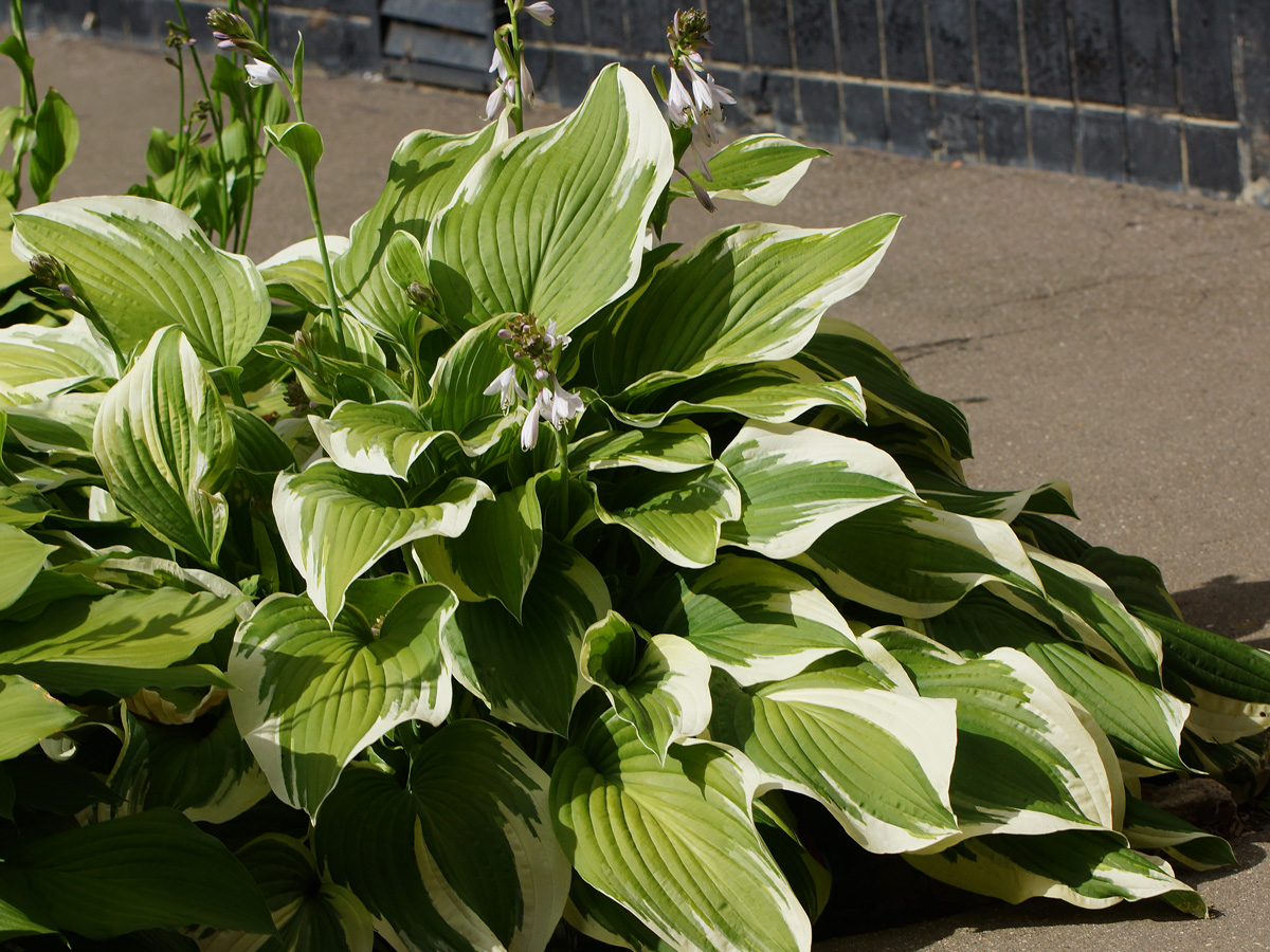 Image of Hosta albomarginata specimen.