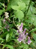 Aconitum alboviolaceum. Cоцветие. Приморский край, Владивостокский ГО, Ботанический сад. 24.08.2019.