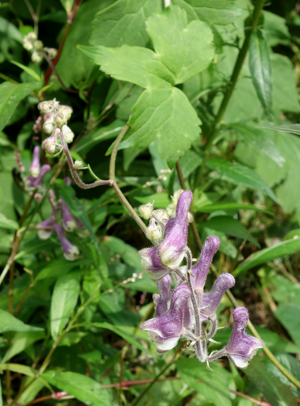 Image of Aconitum alboviolaceum specimen.