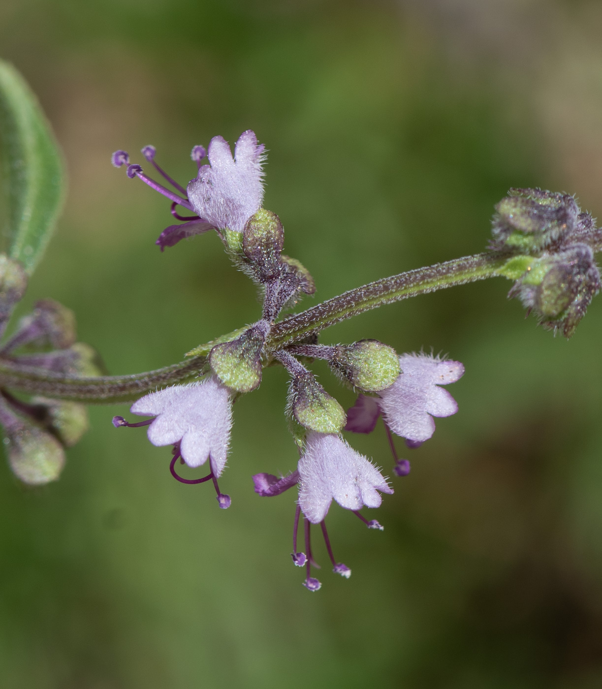 Изображение особи Ocimum americanum.