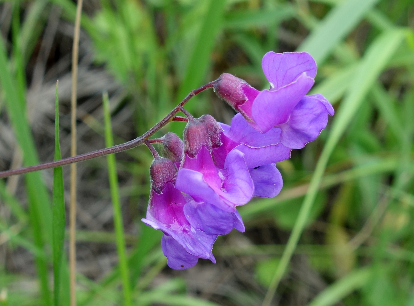 Image of Lathyrus pilosus specimen.