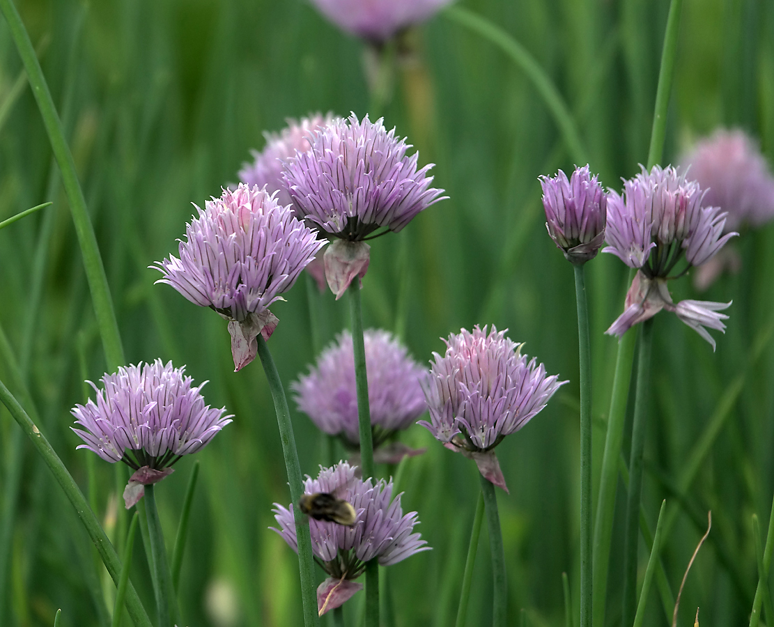 Изображение особи Allium schoenoprasum.