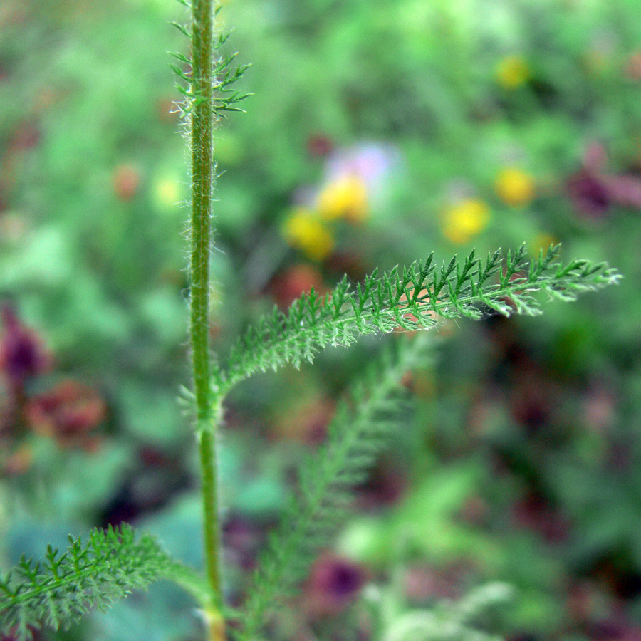 Image of Achillea millefolium specimen.