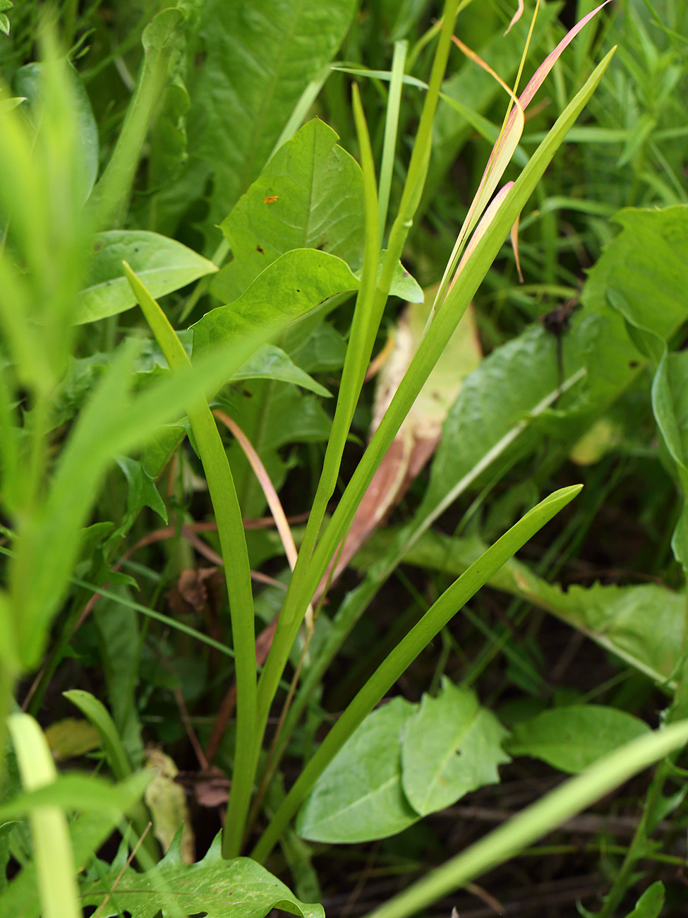 Image of Gymnadenia conopsea specimen.