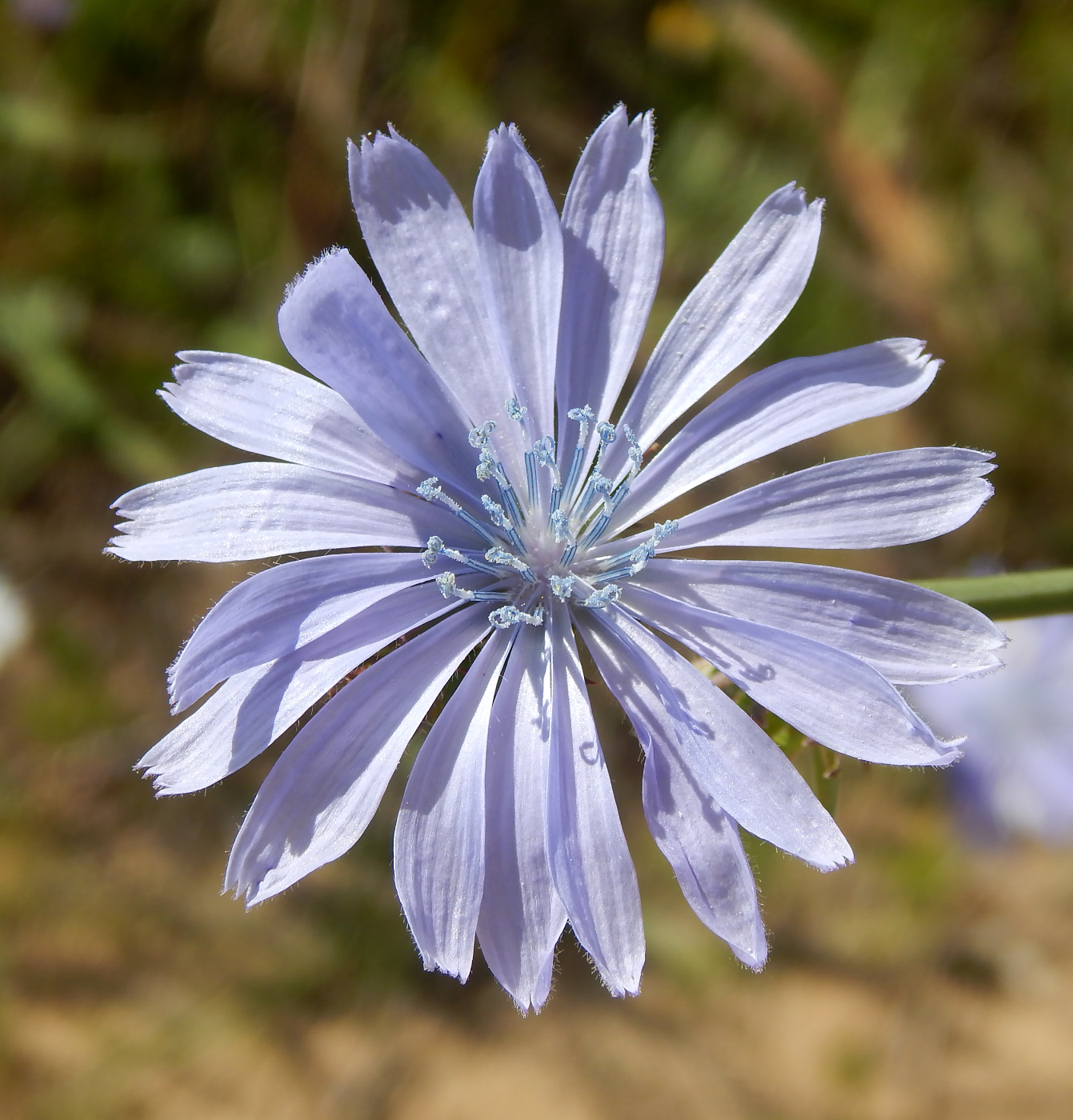 Image of Cichorium intybus specimen.