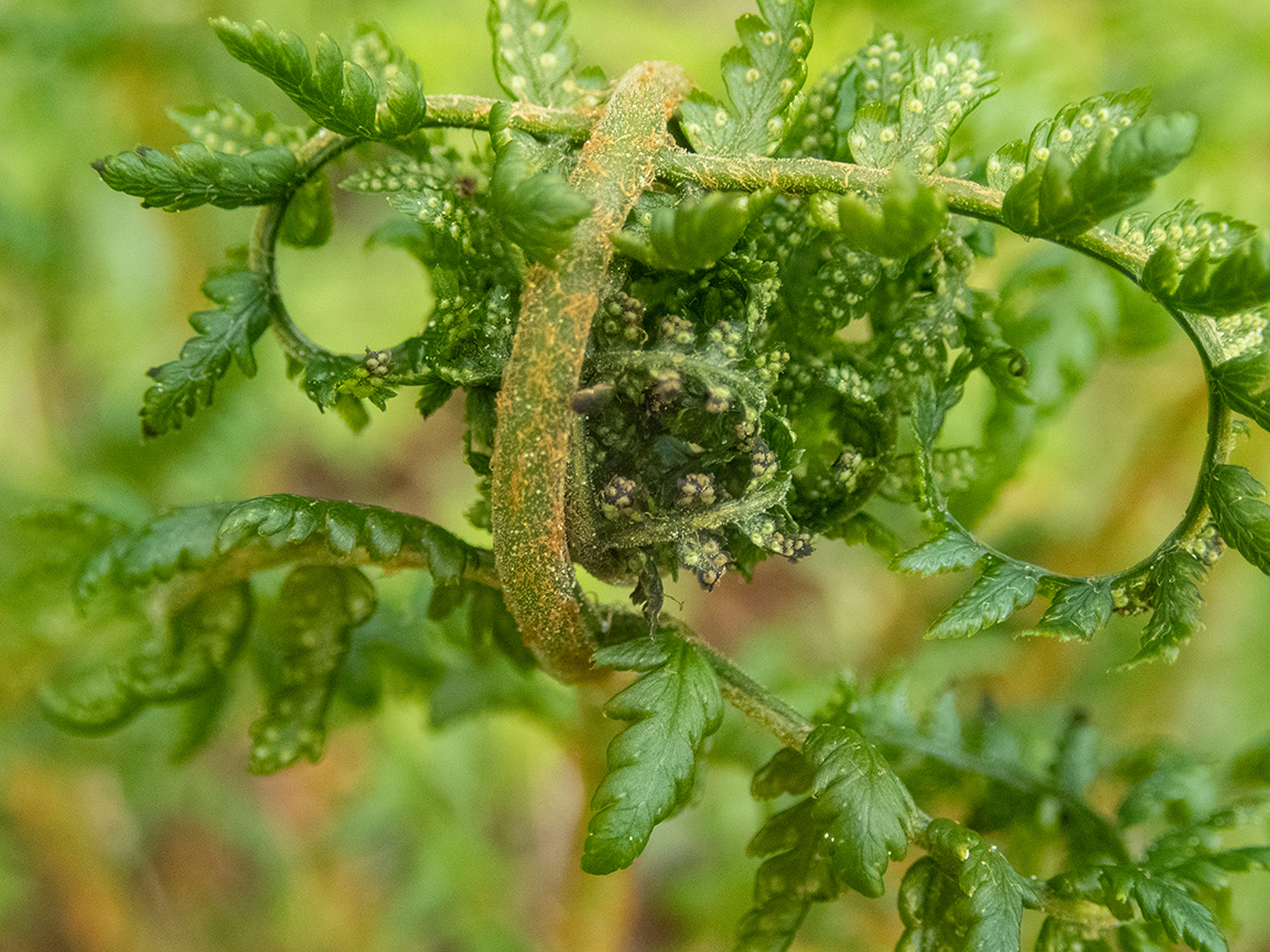 Image of Dryopteris expansa specimen.