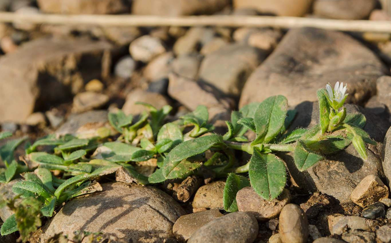 Image of Cerastium holosteoides specimen.