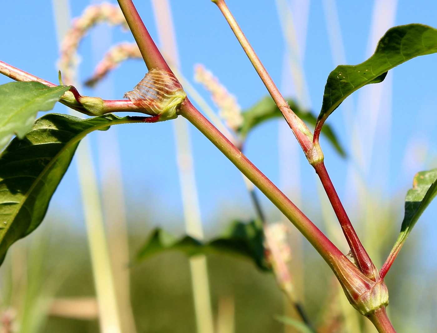 Изображение особи Persicaria lapathifolia.