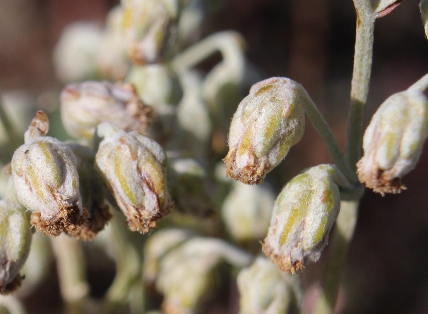 Изображение особи Artemisia hololeuca.