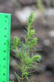 Salsola collina