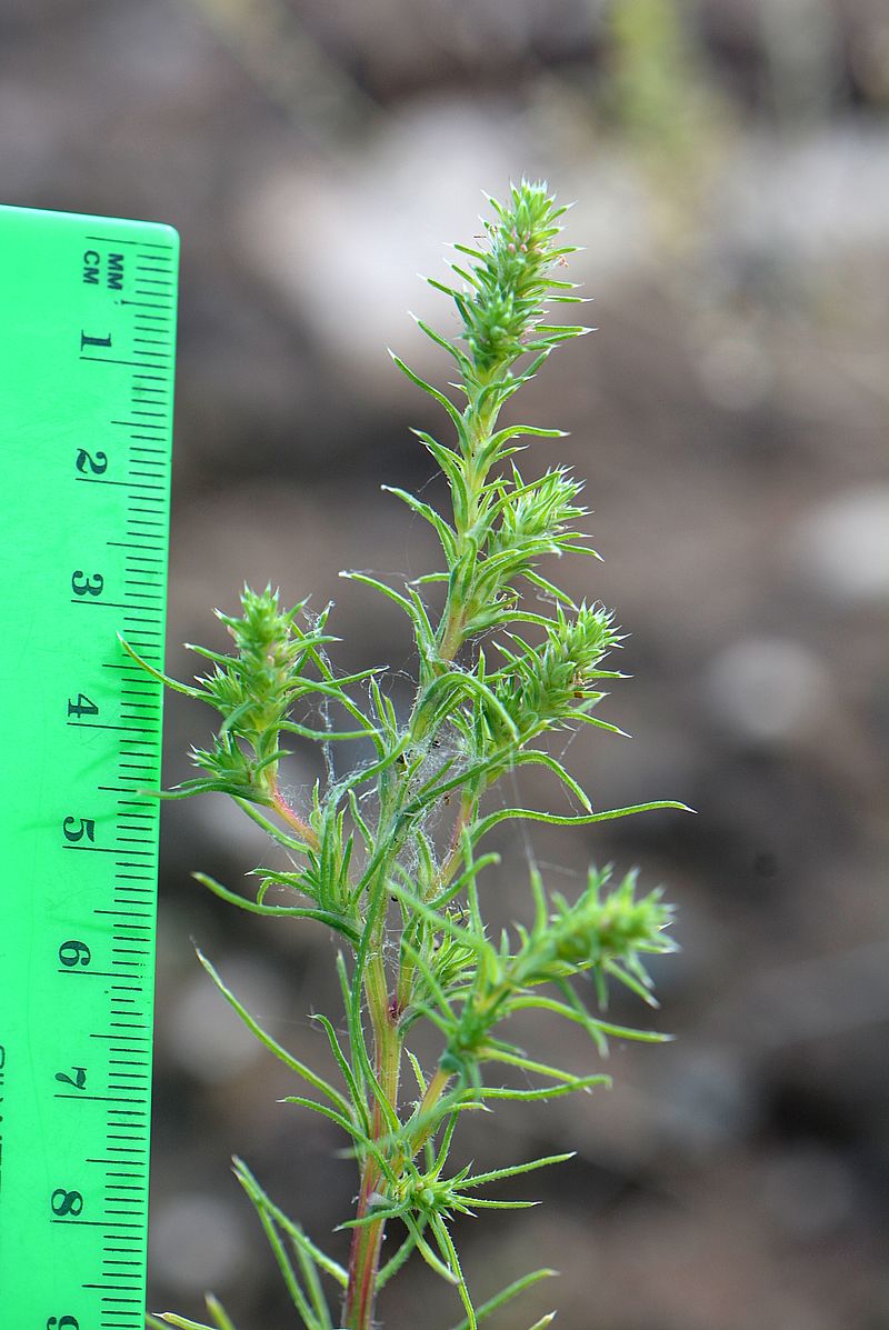 Image of Salsola collina specimen.