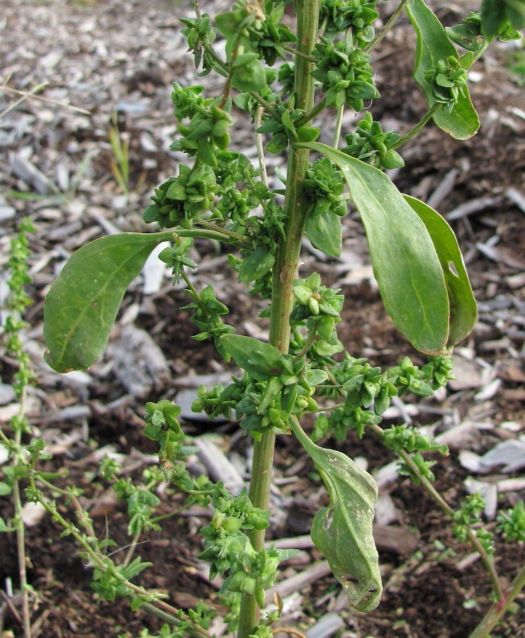 Image of genus Atriplex specimen.