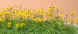 Coreopsis grandiflora