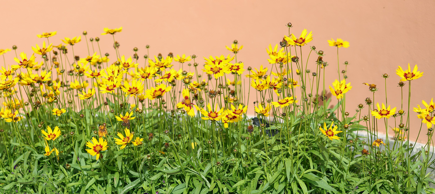 Image of Coreopsis grandiflora specimen.