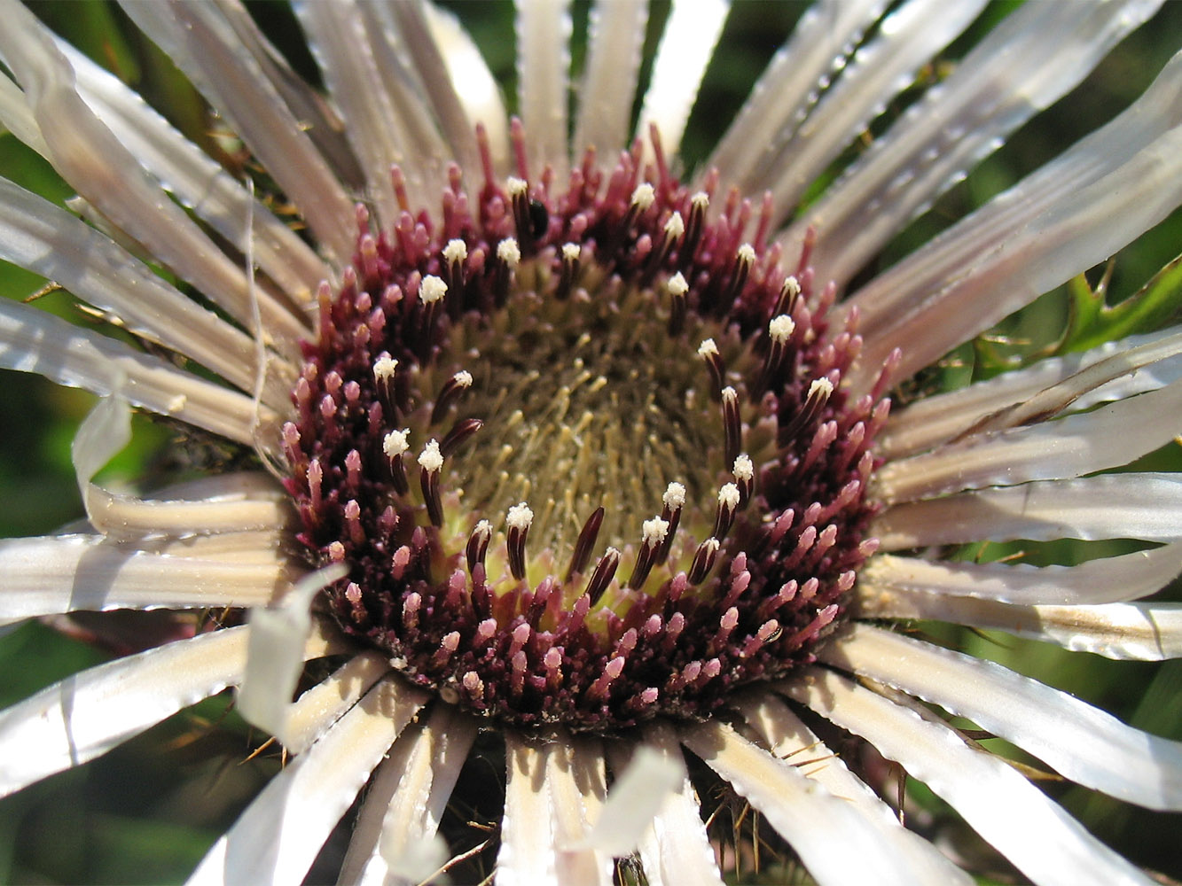 Изображение особи Carlina cirsioides.