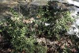 Ruscus aculeatus