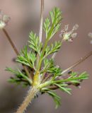 Daucus montanus